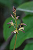 Aplectrum hyemale (Puttyroot orchid, Adam-and-Eve orchid)