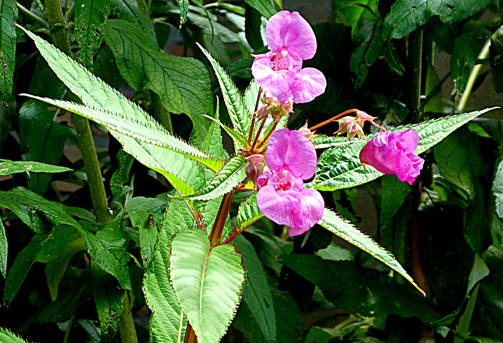 Impatiens #2