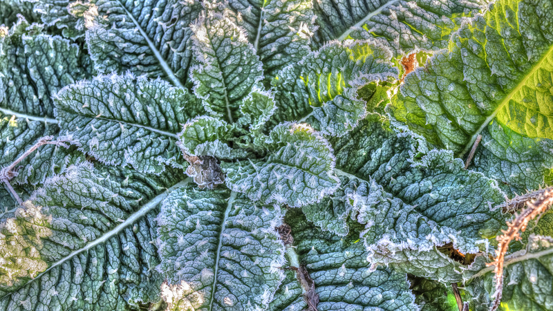 BESANCON: Givre sur une plante.