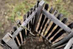 Protection for young almond tree, Penedos, HFF