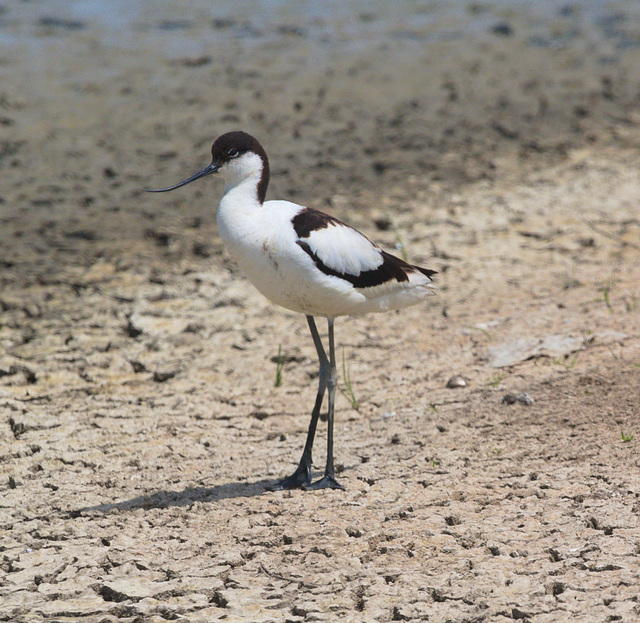 EF7A4028 Avocet-1
