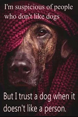 oad[25] - meme on dogs