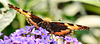 Small Tortoiseshell. Aglais urticae