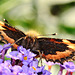 Small Tortoiseshell. Aglais urticae