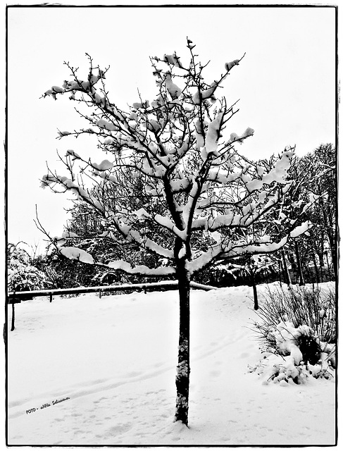 Bäumchen im Schnee