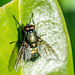 House Fly-DSB 2842