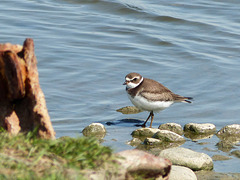 Semipalmated Plover / Charadrius semipalmatus?