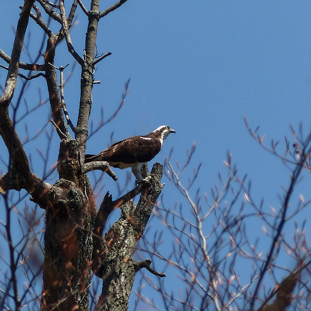 Day 2, Osprey, Rondeau PP