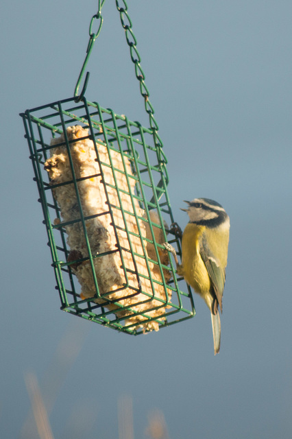 Blue Tit