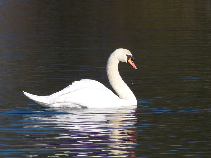 Bishop's Waltham North Pond (4) - 23 February 2019