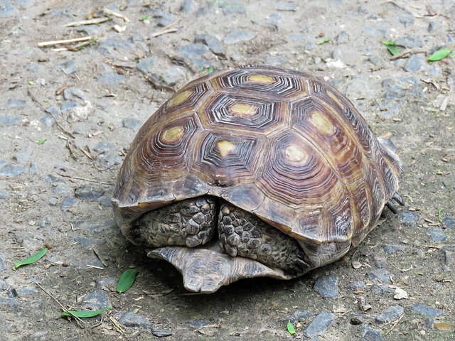 Day 6, Texas Tortoise / Gopherus berlandieri