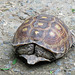 Day 6, Texas Tortoise / Gopherus berlandieri