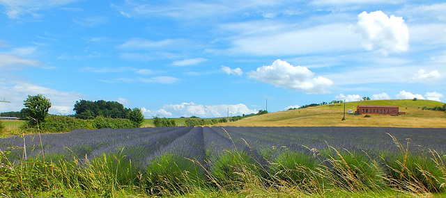 Champ de lavandes