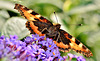 Small Tortoiseshell. Aglias urticae