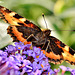 Small Tortoiseshell. Aglias urticae