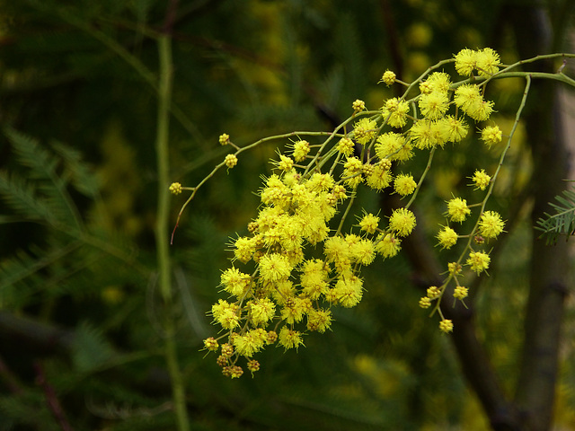 la mimosa a gennaio