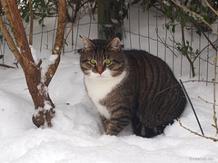 Bastian in the snow