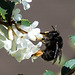 Bumble Bee on a flower in springtime.