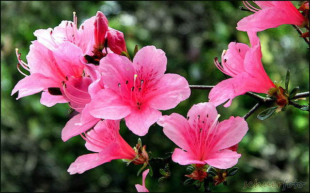 Bezaubernde Blüten