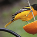 Baltimore Oriole