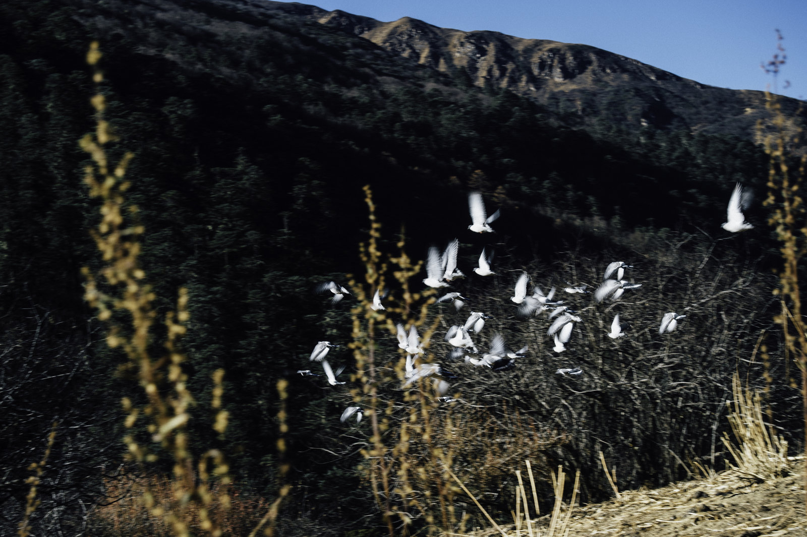 Snow pigeons