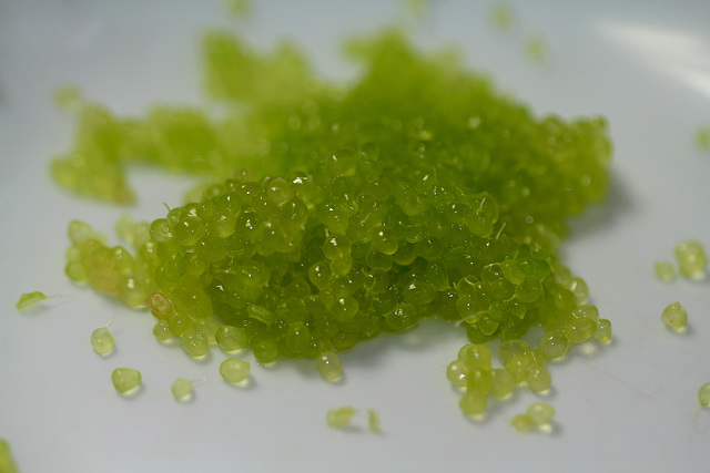 Citron caviar (7)