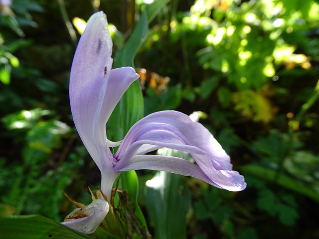 Roscoea.  Thank you Dan