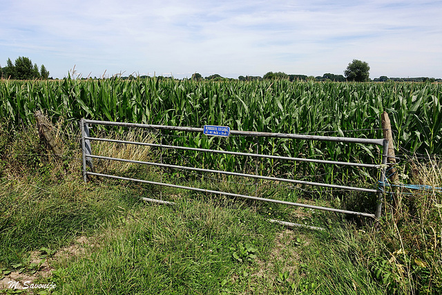 Corn field