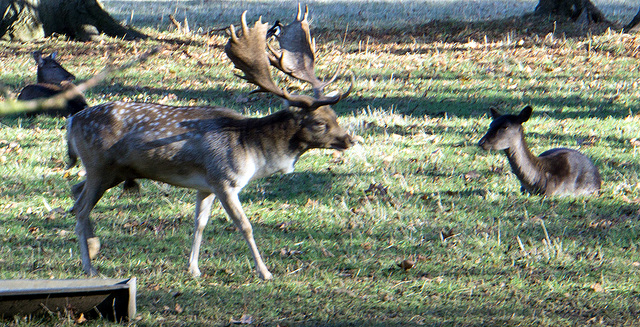 Blurry creature in deer park, Magdalen College