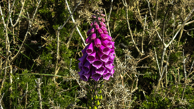 20190609 4864CPw [R~GB] Fingerhut (Digitalis purpurea), Deer Park, Pembrokeshire, Wales