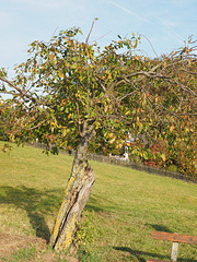 Wild Cherry (Prunus Avium)