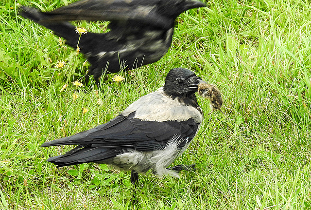 20190904 5798CPw [D~VR] Nebelkrähe (Corvus cornix) mit Maus + [JV], Zingst