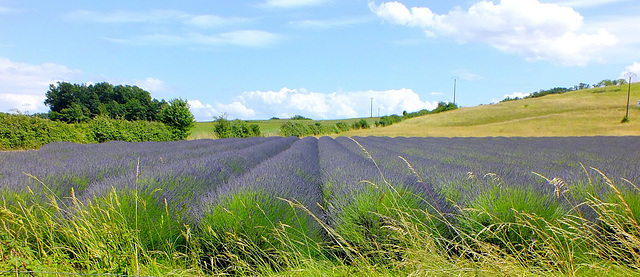 Champ de lavandes