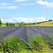 Champ de lavandes