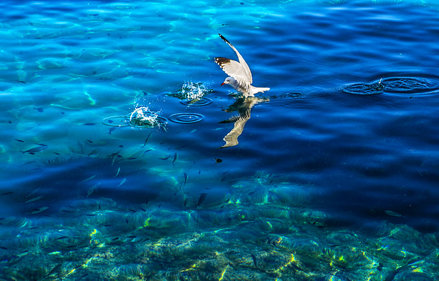 Por mar y por aire acuden a comer