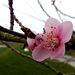Le printemps est arrivé..........