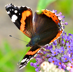 Red Admiral. Vanessa atalanta