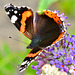 Red Admiral. Vanessa atalanta