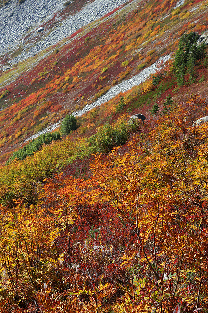 Autumn Color