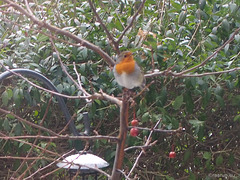 Our resident Robin (through glass)
