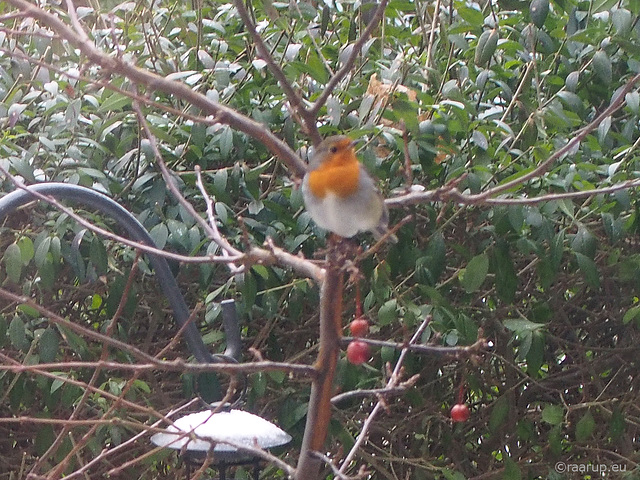 Our resident Robin (through glass)