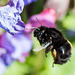 Hairy-footed Flower Bee-DSB 2892