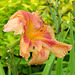 Day Lily 7