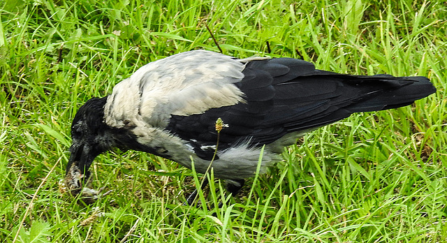 20190904 5799CPw [D~VR] Nebelkrähe (Corvus cornix) mit Maus, Zingst