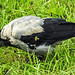 20190904 5799CPw [D~VR] Nebelkrähe (Corvus cornix) mit Maus, Zingst