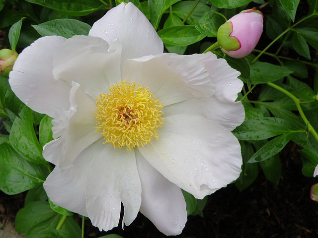 Peonies in our garden