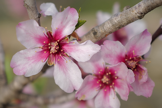 Prunus amygdalus var. amara, Penedos Prunus amygdalus var. amara, Penedos