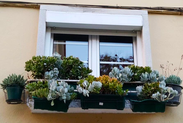 Succulents in the window