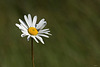 Une marguerite dans le vent 1080