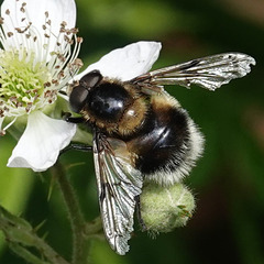 Hummel-Waldschwebfliege